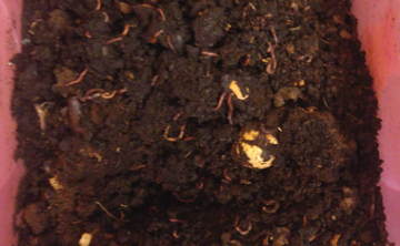 Compostwormen vinden nieuw tehuizen