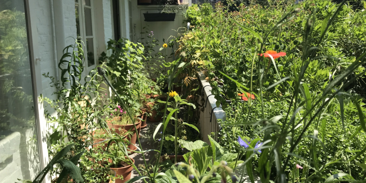 Van leeg balkon naar insectenparadijs (online lezing door Caspar Janssen)