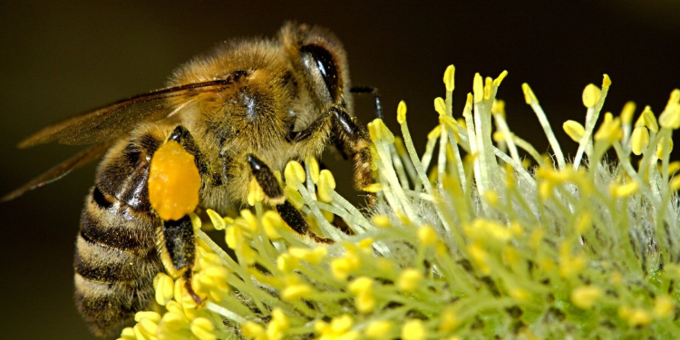 Petitie: Red de Bijen en Boeren