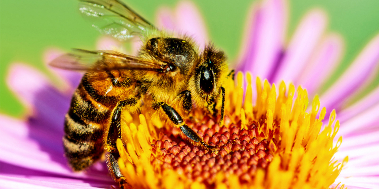 Nationale Zaaidag voor bijen en vlinders